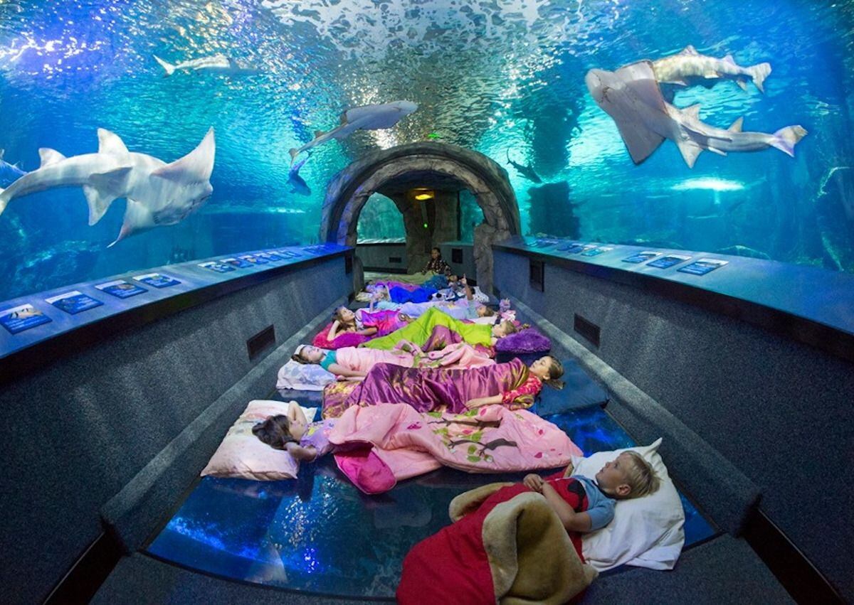 Visitantes del Georgia Aquarium descansan frente a los tanques de tiburones ballena en la experiencia inmersiva “Sleep Under the Sea”, una de las más populares de EE.UU.