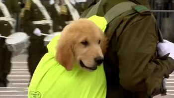 Decenas de ejemplares de pastores