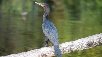 El caso sospechoso es un