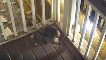 "Jimothy", el mapache deforme de Seattle que acumula millones de vistas en redes