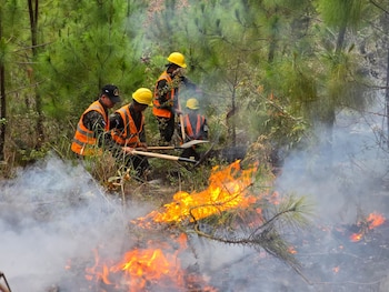 La pérdida de biodiversidad y el impacto en fuentes de agua representan consecuencias ambientales críticas del incendio en el Parque Nacional Celaque.