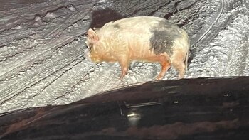 Nolan Boedigheimer tomó las fotos