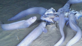 Peces caracol en lo profundo