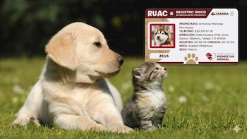 Ley de protección animal en Edomex: cómo funciona el Registro Único de Animales de Compañía