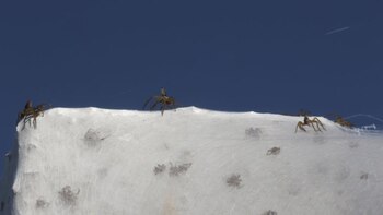 arañas en Vergara