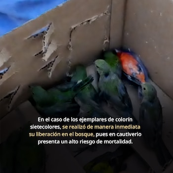 La Profepa presentó una denuncia penal ante la Fiscalía General de la República por delitos contra el ambiente
