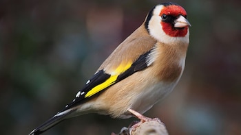 Jilguero europeo (Francis Franklin/Wikimedia Commons)