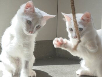 Cuando están juntos, parece que