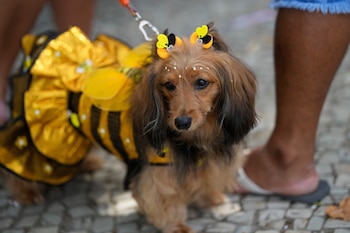 Un perro disfrazado de abeja