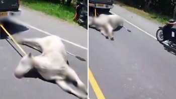 Una vaca fue arrastrada por