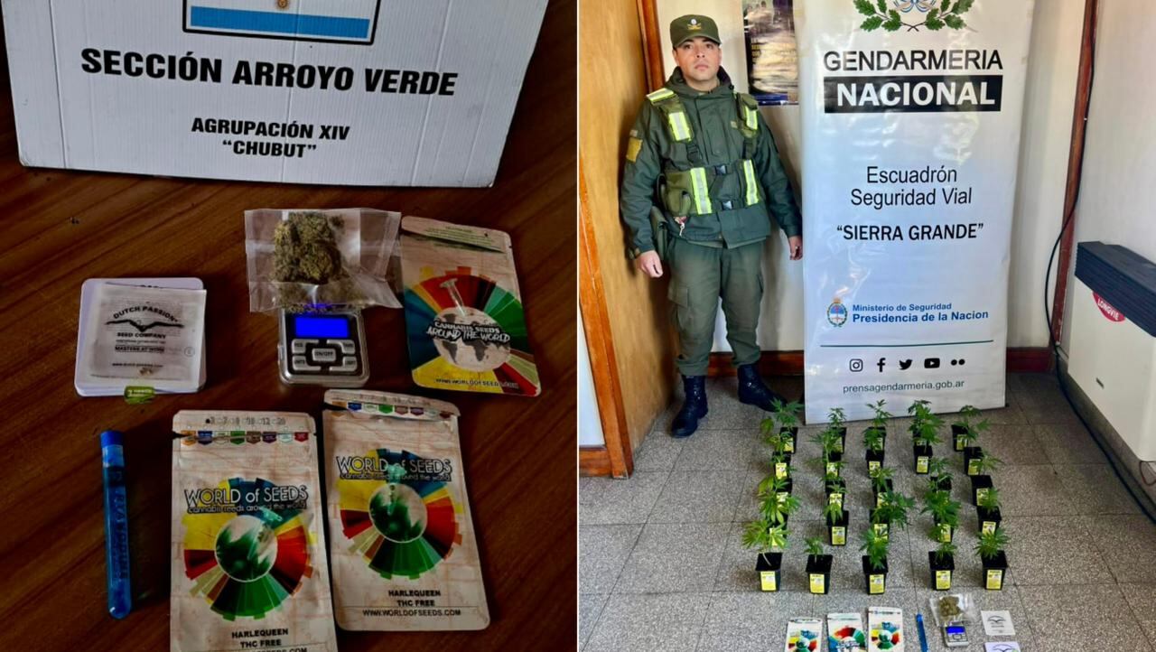 Gendarmería incautó marihuana y plantas en otro operativo sobre la Ruta Nacional 3, en la provincia de Chubut