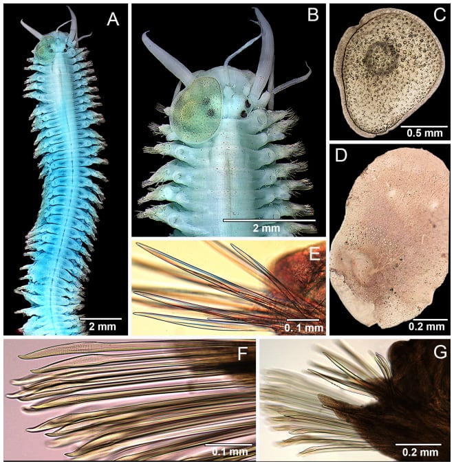 La investigadora Pat Hutchings destacó que los gusanos marinos cumplen un papel clave en el reciclaje de nutrientes del fondo oceánico (Crédito: Gentileza, estudio: Nuevas especies de anélidos de los montes submarinos del Territorio Australiano del Océano Índico (Isla Christmas y Cocos (Keeling)), publicado en Records of the Australian Museum)