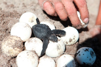 Comercios venden el huevo de