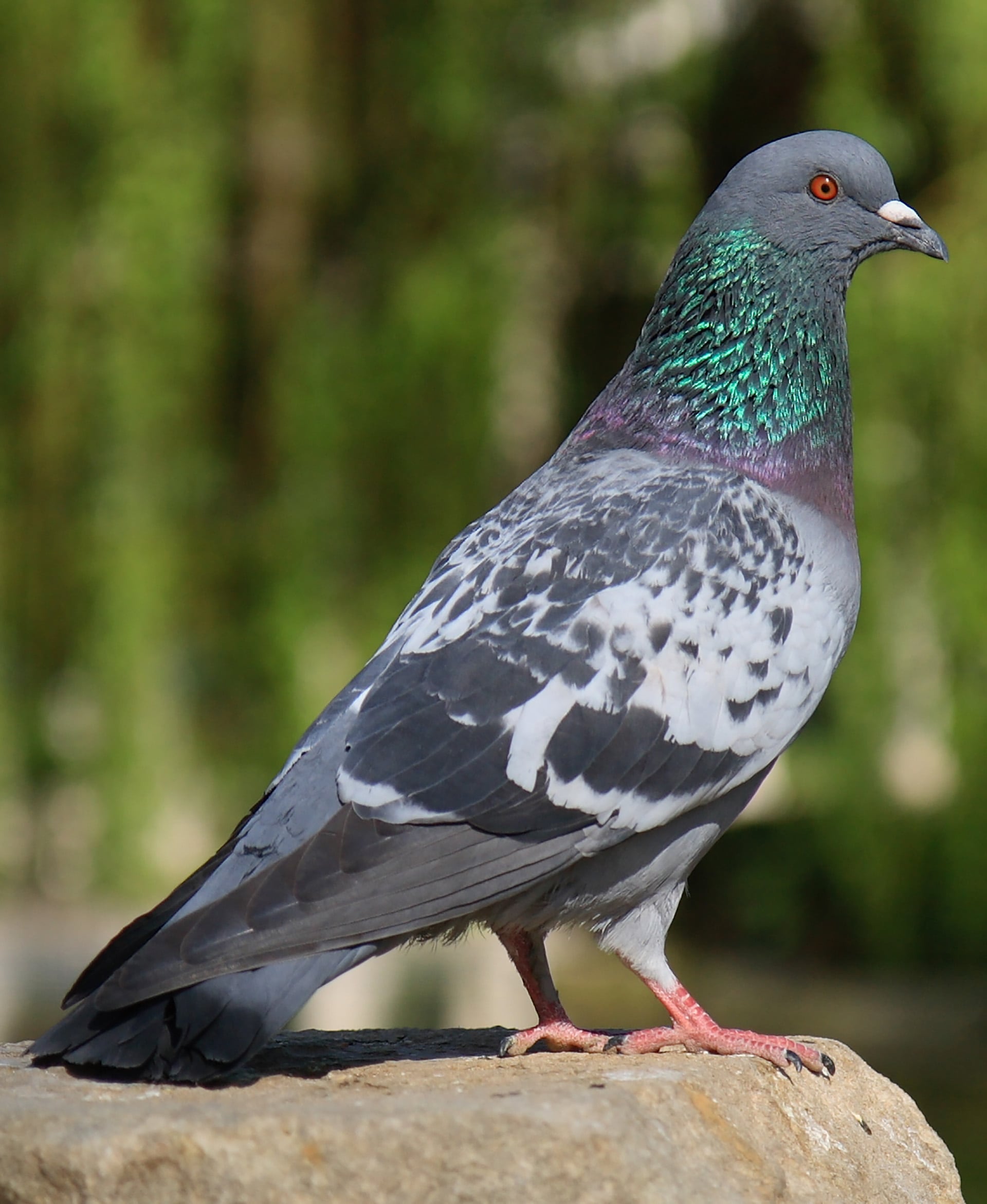 El 85% de las aves observadas en el estudio estaban en bandadas mixtas/Wikipedia