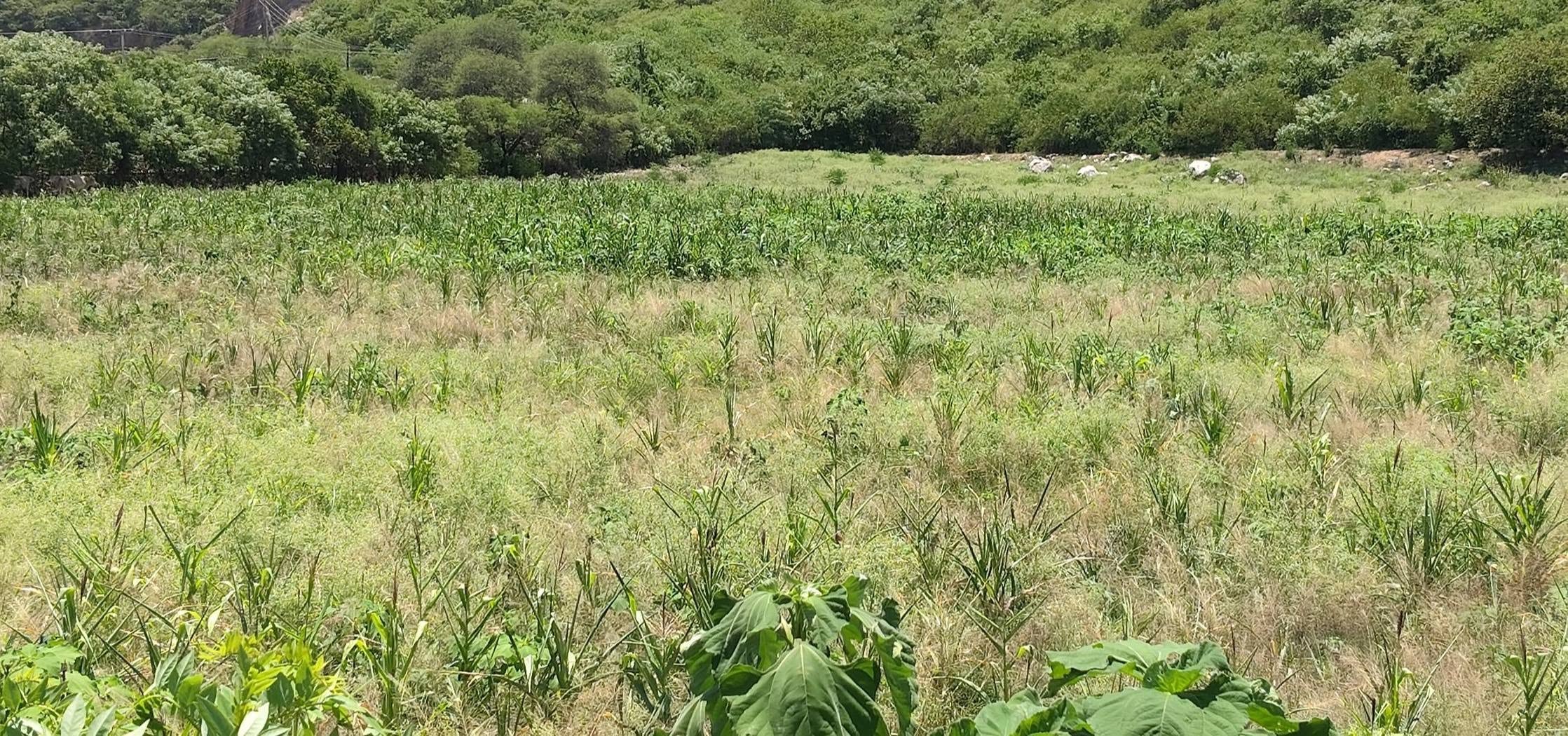 Zona de desastre sequía Guerrero campo (especial)