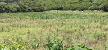 Zona de desastre sequía Guerrero campo 2