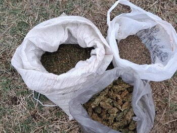 Desmantelan narcocampamentos en Michoacán y aseguran varios kilos de marihuana