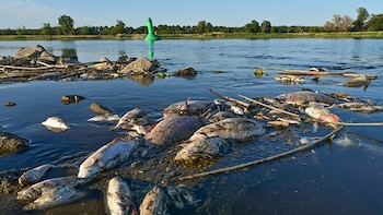 Impacto ecológico: miles de peces mueren tras el vaciado de un embalse en Polonia en plena ola de calor