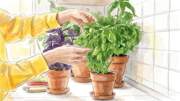 De la cocina a los suplementos: cuáles son los riesgos y beneficios de la albahaca para la salud