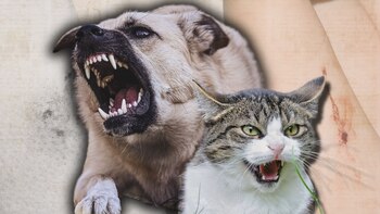 Autoridades de salud recomiendan acudir