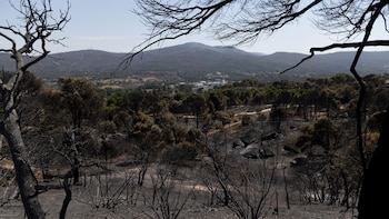 Autorizada la retirada urgente de madera quemada en la Sierra Oeste y Lozoyuela para evitar plagas tras los incendios