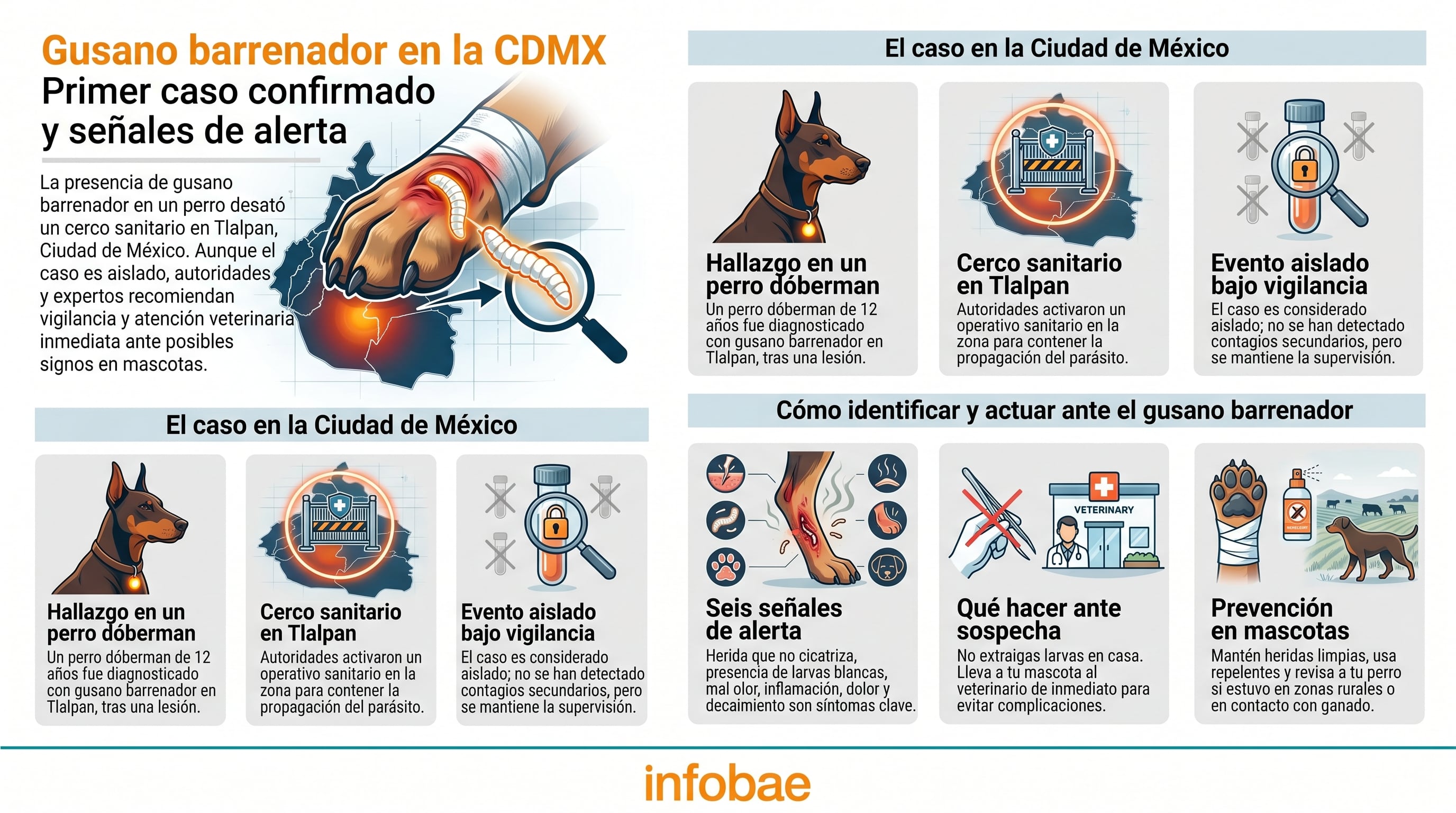 Infografía detalla el primer caso confirmado de gusano barrenador en un perro dóberman en Tlalpan, Ciudad de México, y ofrece pautas para identificar, actuar y prevenir la infestación en mascotas. (Imagen Ilustrativa Infobae)