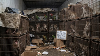 Interior de una habitación sucia con jaulas de alambre apiladas llenas de monos, loros y felinos. Un cartel en el suelo dice 'ALTO AL TRÁFICO ILEGAL'.