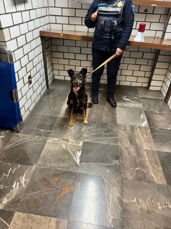 Rescataron a un perrito en