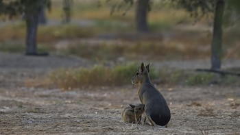 Vida en el desierto: adaptación