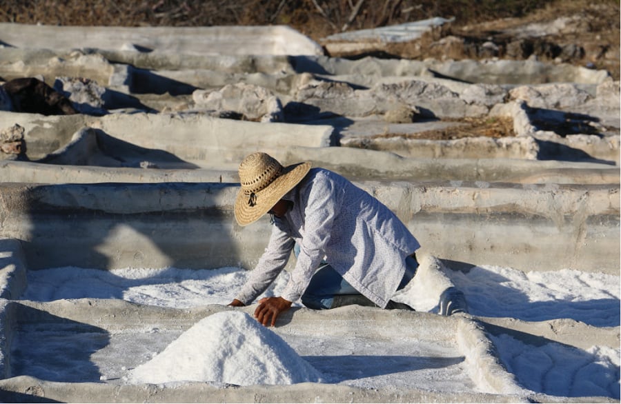 Un trabajador con sombrero de paja se inclina para recolectar sal en los estanques de evaporación bajo un cielo despejado, acumulando montones de cristales blancos. (UAM)