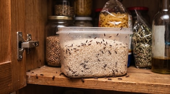Un recipiente transparente con arroz e insectos oscuros sobre un estante de madera junto a tarros de granos y bolsas de pasta.