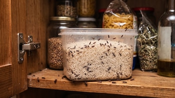 Gorgojo en la despensa: señales de infestación y cómo evitar que invada tus alimentos