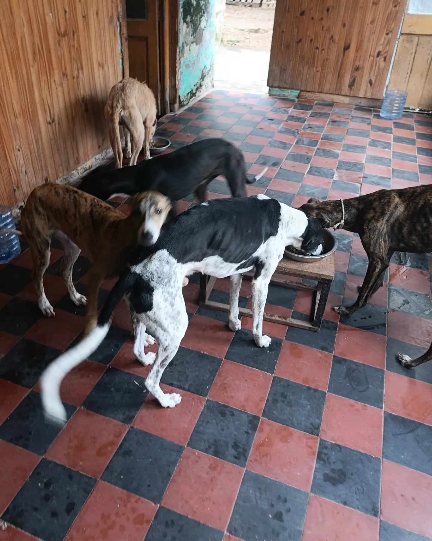 La recuperación de los galgos incluye análisis de sangre, ecografías, radiografías, castraciones y controles clínicos