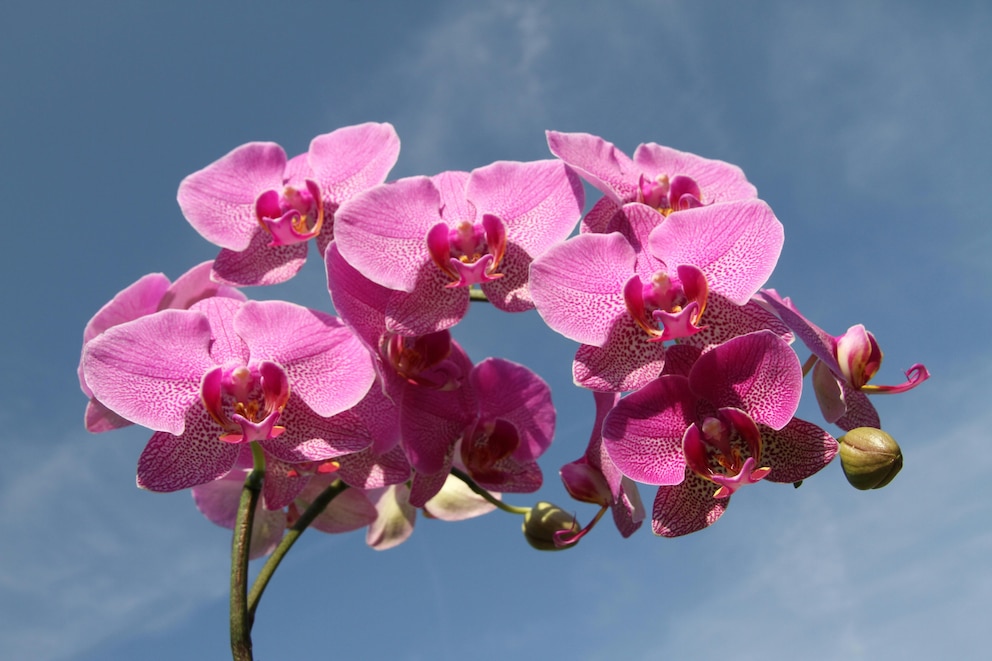 Descubren las 10 especies de plantas y hongos más fascinantes del 2024