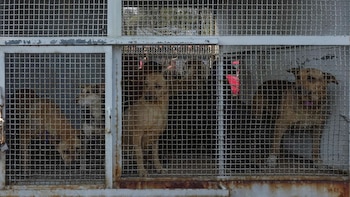 A qué albergues serán trasladados