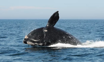 Protegiendo a los gigantes del