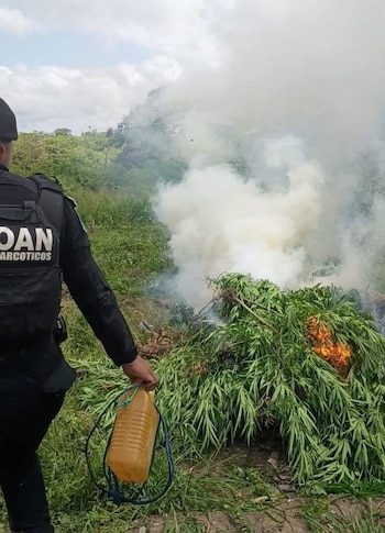 La PNC sostuvo que la destrucción de las matas de marihuana representa un golpe a las estructuras dedicadas a la producción y comercialización de drogas. (Cortesía: PNC Guatemala)