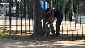 Un carpincho quedó atrapado entre las rejas de un parque en Pilar y la Policía realizó un operativo para liberarlo