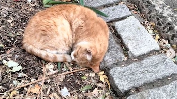 Al momento de su rescate,