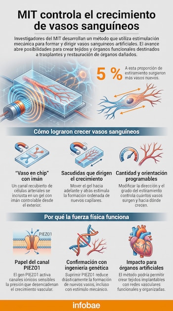 Infografía con esquema de vaso sanguíneo en un chip, imanes, medidor de control, membrana PIEZO1, doble hélice de ADN y corazón humano con textos.