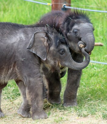 Yaad, el elefante que se toma fotos con su trompa y muestra su sonrisa en el zoológico de Rosamond Gifford (Facebook Rosamond Gifford Zoo)