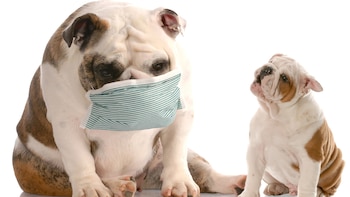 Los problemas dermatológicos están detrás