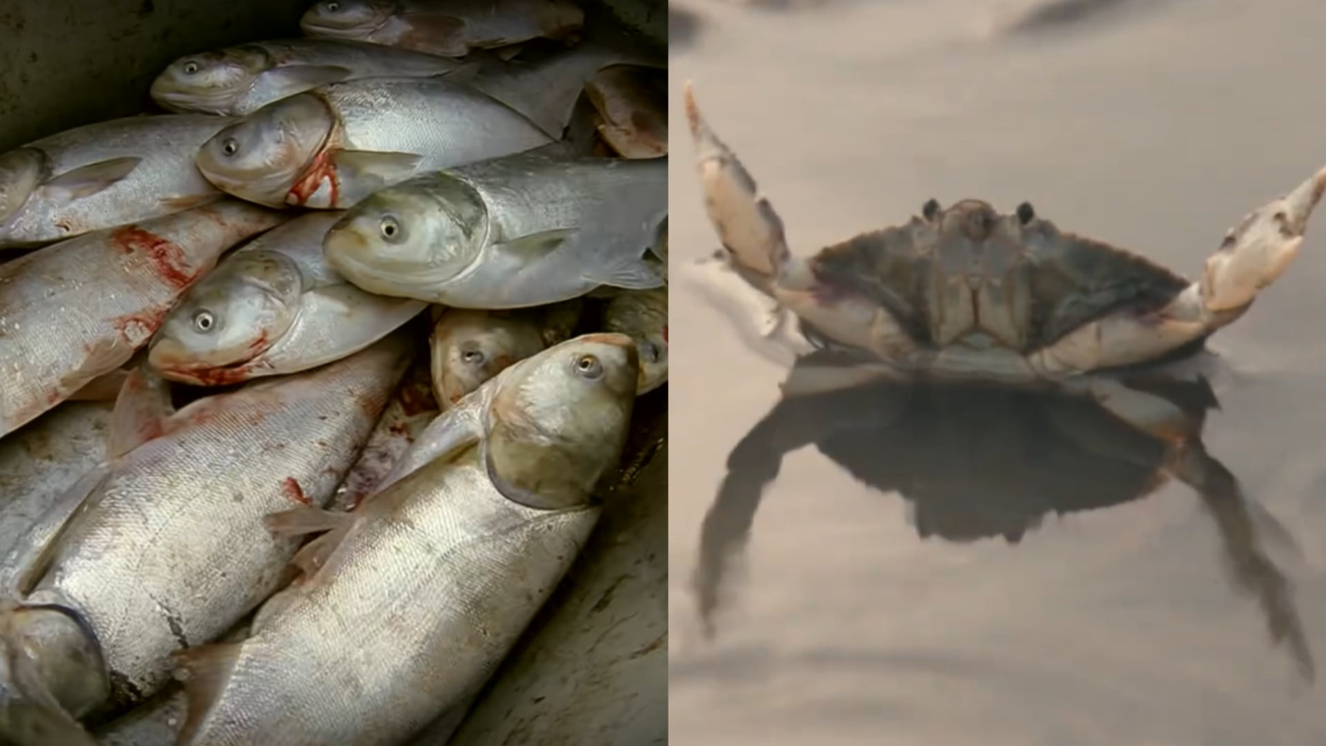 La carpa asiática en los Grandes Lagos y el cangrejo verde en las costas del Atlántico y el Pacífico son otros frentes donde las autoridades apuestan por la captura intensiva como herramienta de control (Kentucky Afield/UW College of the Environment)