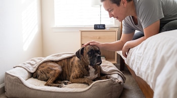 Una persona toca la cabeza de un perro boxer atigrado acostado en una cama para mascotas cubierta con una manta junto a una mesa de noche.
