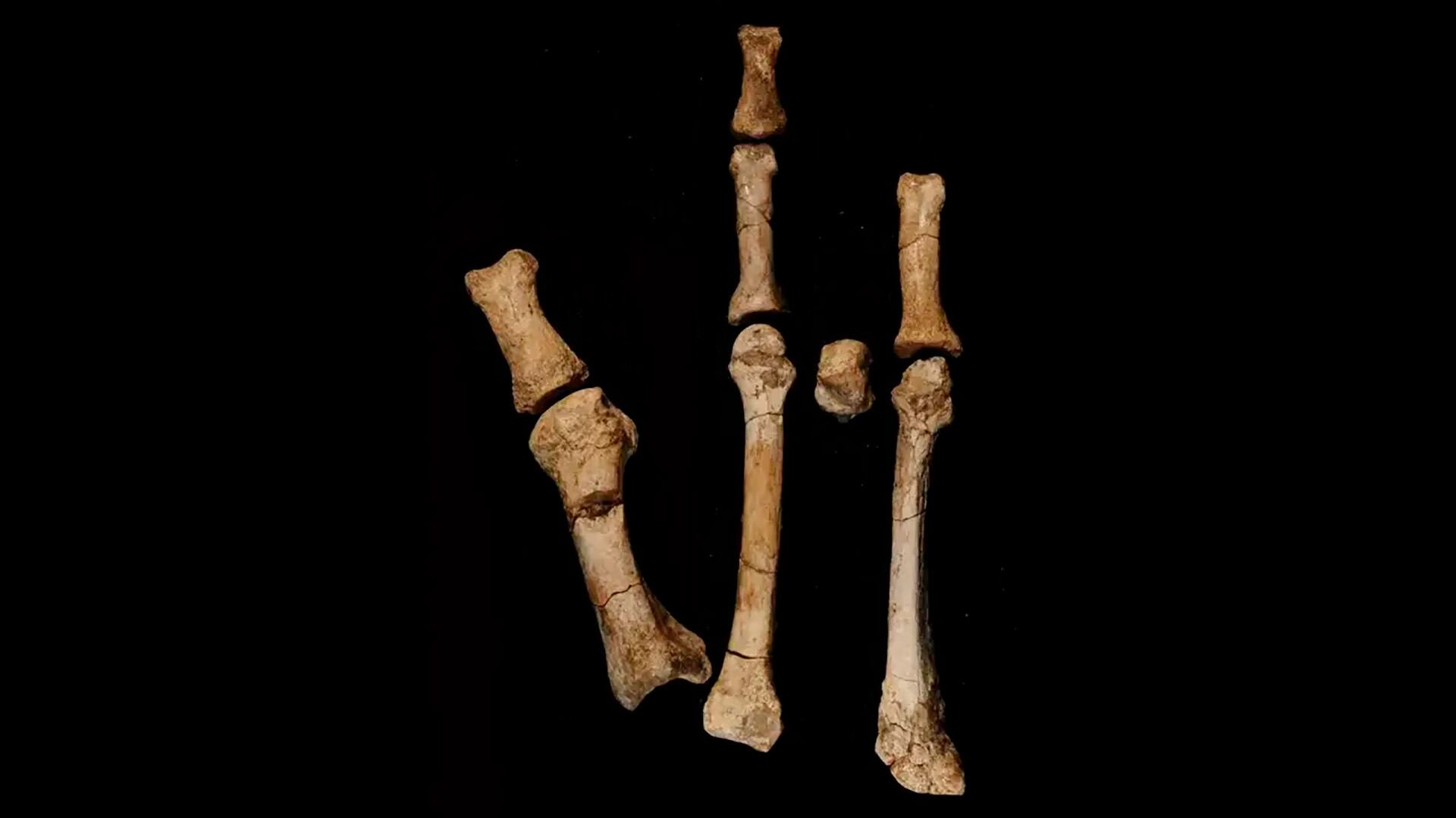 El fósil de pie hallado en Etiopía confirma la existencia de Australopithecus deyiremeda, una nueva especie de homínido (foto: Universidad Estatal de Arizona)