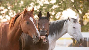 Resulta que los caballos no