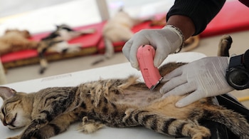 Una persona con guantes blancos rasura el abdomen de un gato atigrado tumbado en una mesa. Se observan otros gatos borrosos al fondo