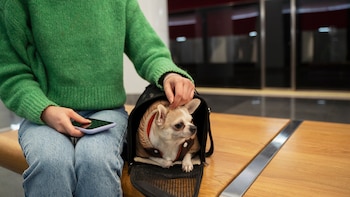 Se podrán llevar animales domésticos