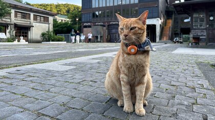Houtong, el paraíso felino taiwanés que pasó de la minería de carbón al amor por los gatos
