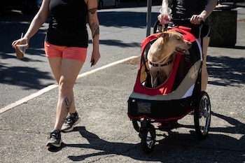 La humanización de los animales